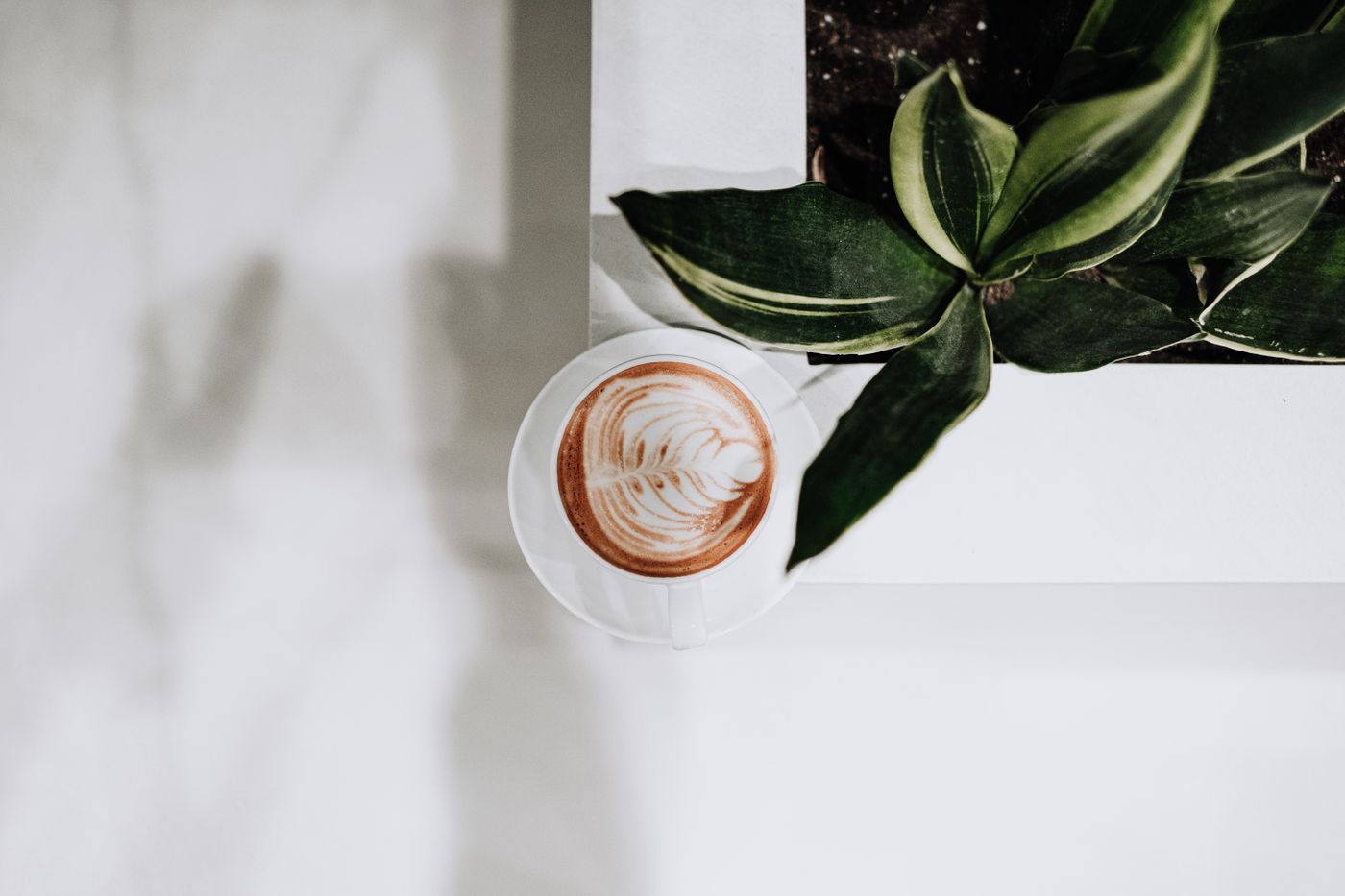 植物とコーヒー